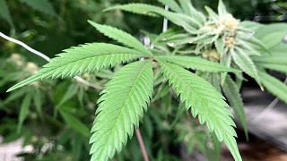 3000 Patienten in Studie: Cannabis soll Schmerzen lindern