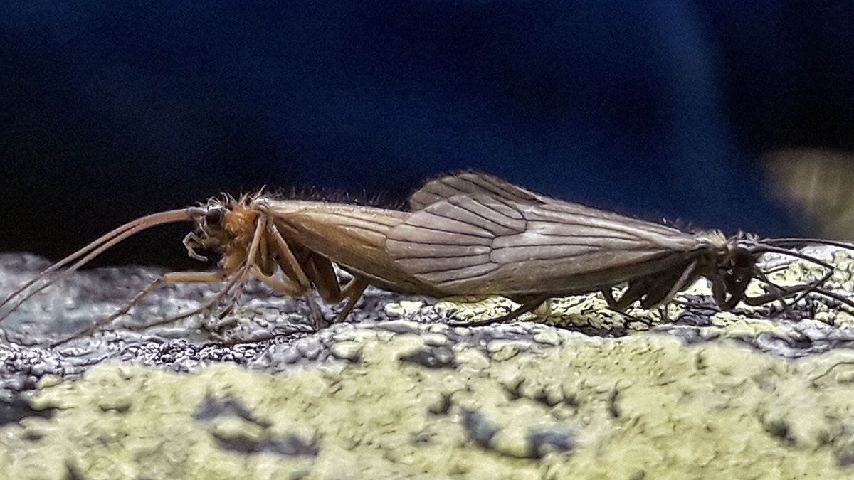 ذبابة "كورونا فايروس" المكتشفة حديثا في كوسوفو