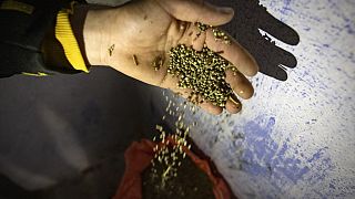 Maroc : les cultivateurs de cannabis veulent vivre sans peur