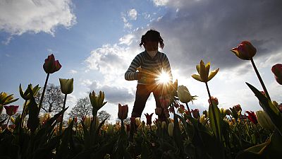 Una donna raccoglie tulipani nel campo di Arese