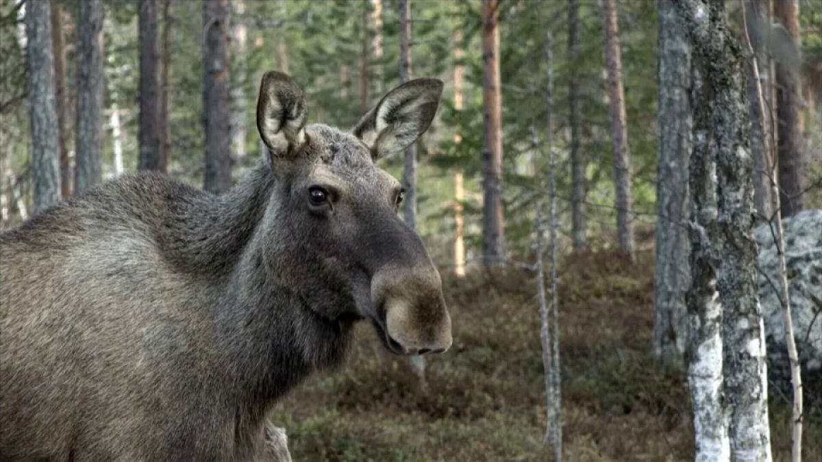 Ein Elch in Kullberg, Schweden, 2020 (Die Video-Aufnahmen sind aus dem vergangenen Jahr)