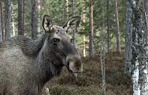 Ein Elch in Kullberg, Schweden, 2020 (Die Video-Aufnahmen sind aus dem vergangenen Jahr)