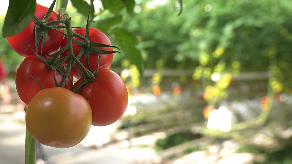 The sustainable farming methods helping farmers earn a fair income - Vimarsana News