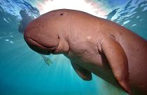 The serene lifestyle of Asia's dugong's is being threatened by seagrass pollution and fishing