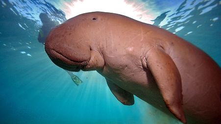 The serene lifestyle of Asia's dugong's is being threatened by seagrass pollution and fishing