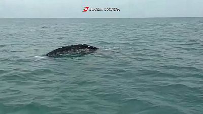 La balena grigia