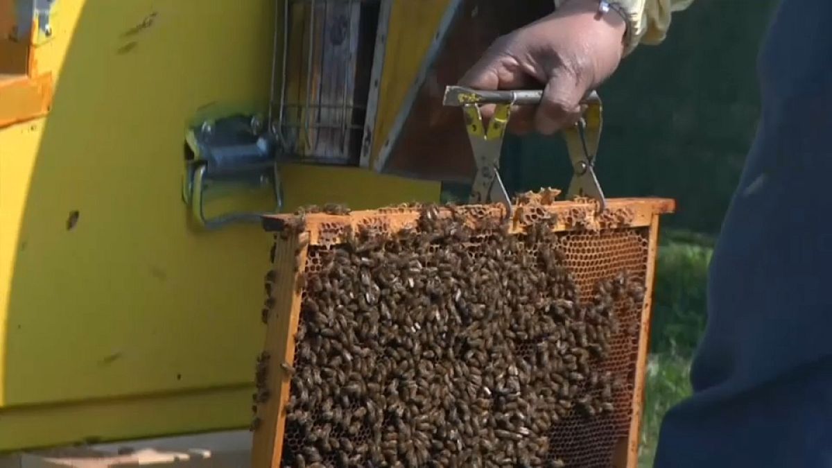 Le api a Milano