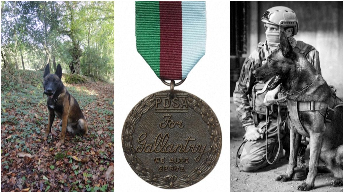 كلب القوات الخاصة الفرنسية الحاصل على أعلى ميدالية شجاعة في المملكة المتحدة