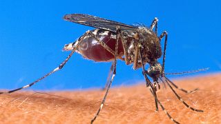 Un candidat vaccin contre la malaria démontre une forte efficacité