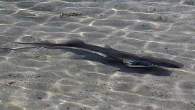 سمكة قرش سجادة عربية تسبح بعيدًا بعد إطلاقها في محمية جبل علي للحياة البرية، بدبي في إطار مشروع أتلانتس.