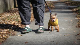 Kursten Hedgis walks her dog Bitsy in front of her home Dec. 9, 2020, in Decatur, Ga.