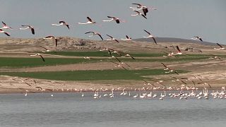 Turkey's bird paradise welcomes annual Pink flamingo migration