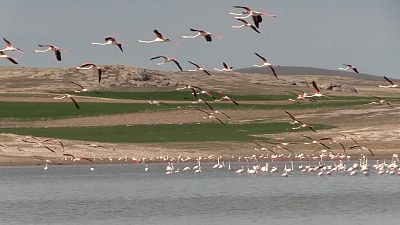 Pink flamingos flying over Lake Tuz