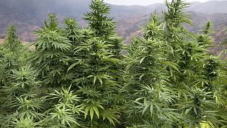 Morocco: Cannabis farmers hopeful of legalisation for medical use