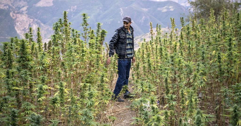 Maroc : l'usage médical du cannabis ravit les producteurs 