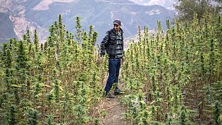 Maroc : l'usage médical du cannabis ravit les producteurs