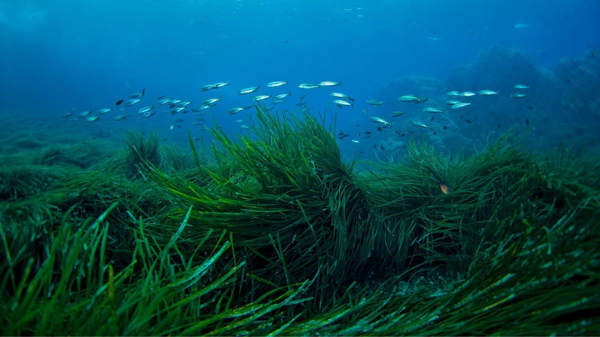 Seagrass is being planted in Plymouth
