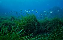 Seagrass is being planted in Plymouth
