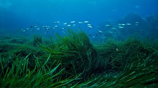 Seagrass is being planted in Plymouth