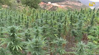 Plantaciones de cannabis en Marruecos