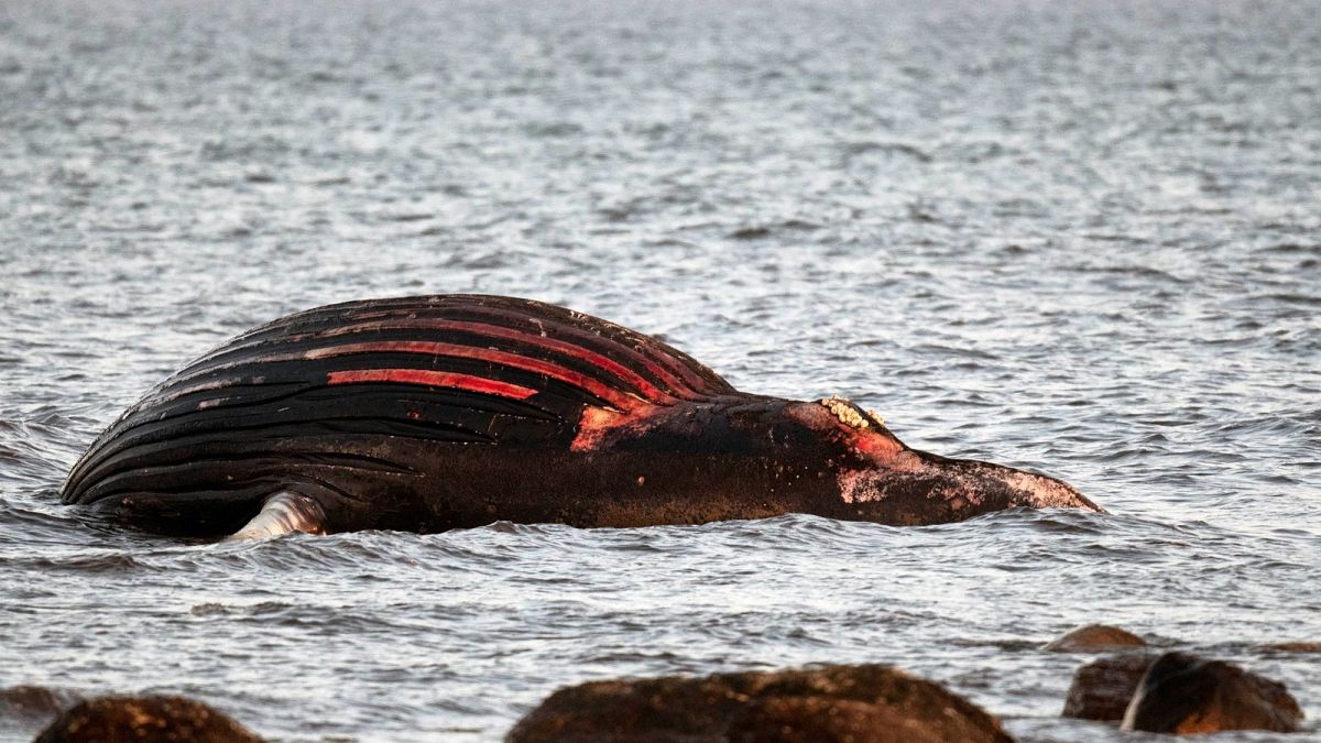 The whale carcass has been beached near the south east of Öland since last week