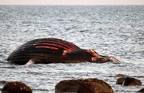 The whale carcass has been beached near the south east of Öland since last week