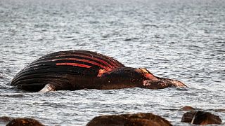 El cadáver de la ballena lleva varado cerca del sureste de Öland desde la semana pasada. 