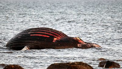 The whale carcass has been beached near the south east of Öland since last week.