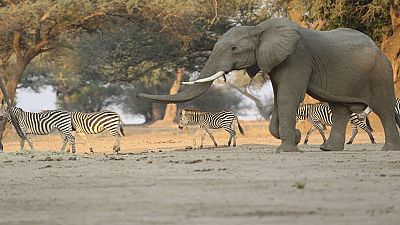 Zimbabwe sells rights to hunt endangered elephants