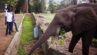 Les éléphants de Côte d'Ivoire en voie d'extinction