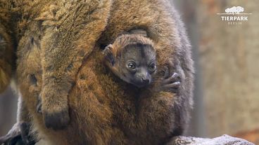 Collared lemur named Elodie and her newborn baby