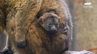 Collared lemur named Elodie and her newborn baby