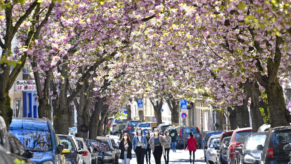 Blühende Bäume in Bonn