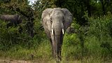 Un elefante della savana è fotografato nel Kruger National Park, Sudafrica, in questa foto del 4 marzo 2020.