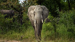 Un elefante della savana è fotografato nel Kruger National Park, Sudafrica, in questa foto del 4 marzo 2020.
