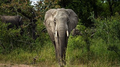 Eléphants contre éoliennes, inquiétudes près d'une réserve sud-africaine