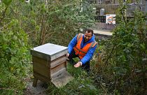 Community garden next to the platform at Brondesbury Park Overground train station in north west London.