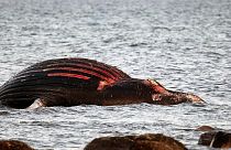 نهنگ مرده در سواحل