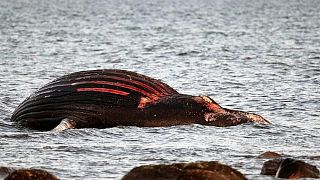 نهنگ مرده در سواحل