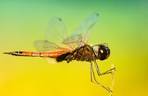 Dragonflies have become the muse of drone researchers in Australia.