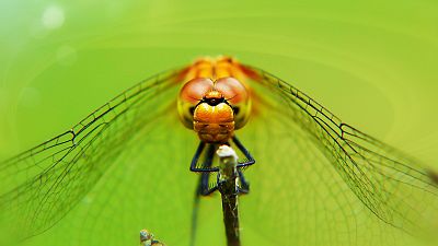 Dragonflies have become the muse of drone researchers in Australia. Dragonflies have become the muse of drone researchers in Australia.