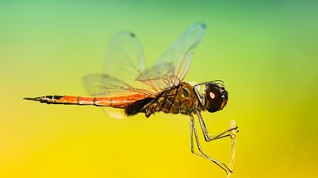 Dragonflies have become the muse of drone researchers in Australia.