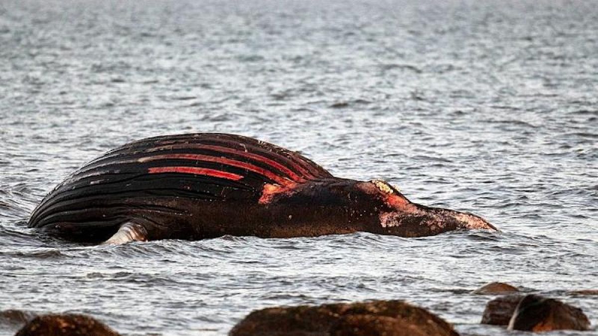 il cadavere della balena arenato da una settimana sull'isola di Öland