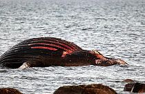 il cadavere della balena arenato da una settimana sull'isola di Öland