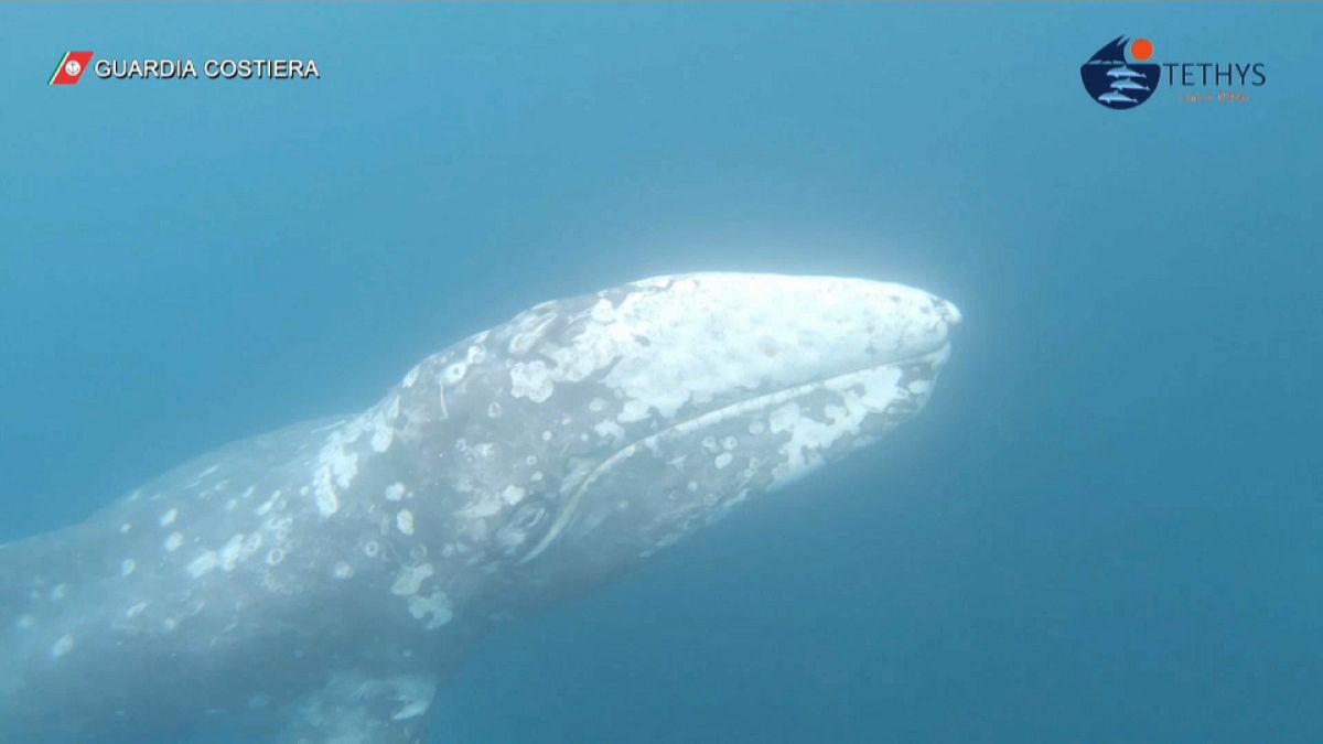 Évszázadok óta nem látott szürke bálna úszik Olaszország partjainál