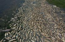 نفوق أطنان من الأسماك على شاطئ بحيرة القرعون الاصطناعية شديدة التلوث في شرق لبنان.