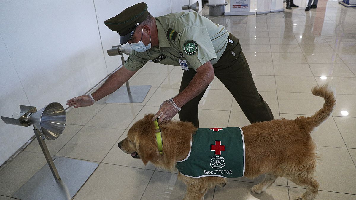 دربت الكلاب على رصد المصابين بكوفيد-19 في عدة دول منها تشيلي (الصورة) 