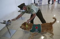 دربت الكلاب على رصد المصابين بكوفيد-19 في عدة دول منها تشيلي (الصورة)