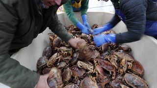 Fishermen arrange crabs after their boat returned from a fishing trip to the harbour in Hartlepool, England.