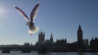 Seagulls waiting for tourists to feed them on the South Bank of the River Thames, in London